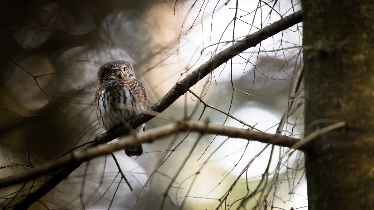 Kolejne miejsc ochrony strefowej  ptaków