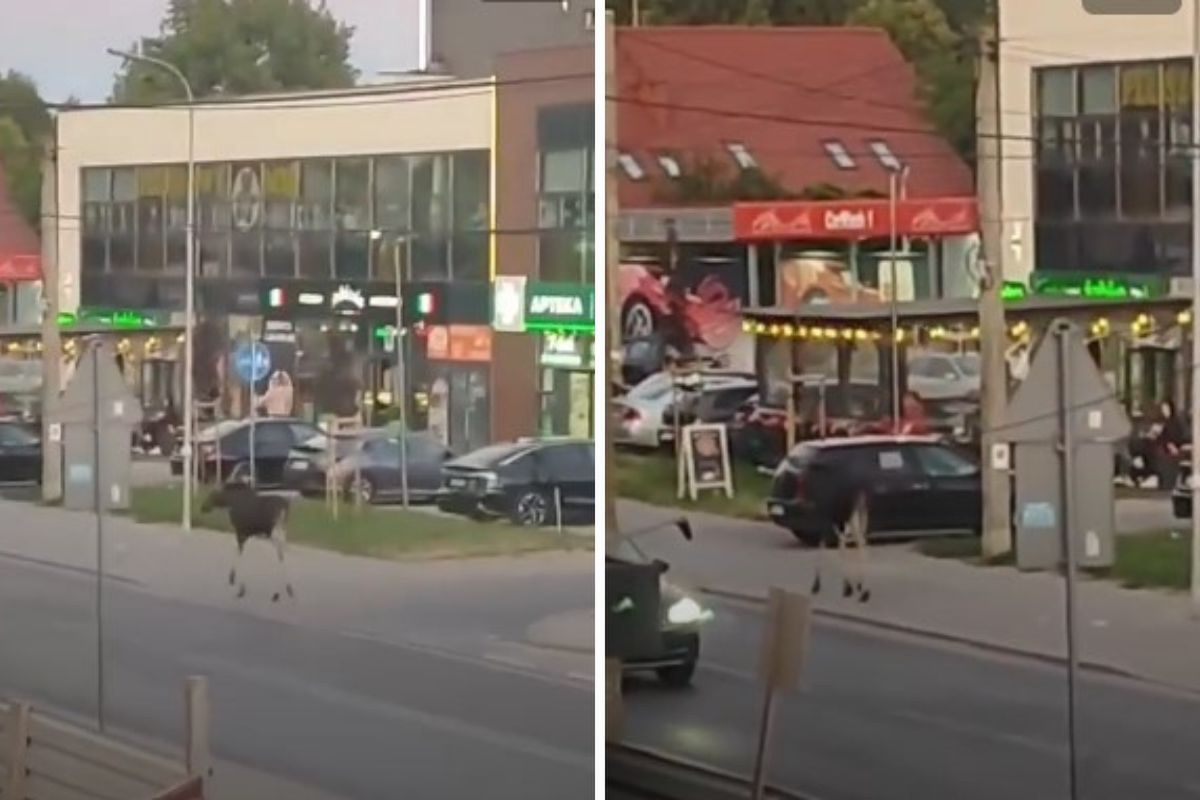 Łoś na chodniku w Markach