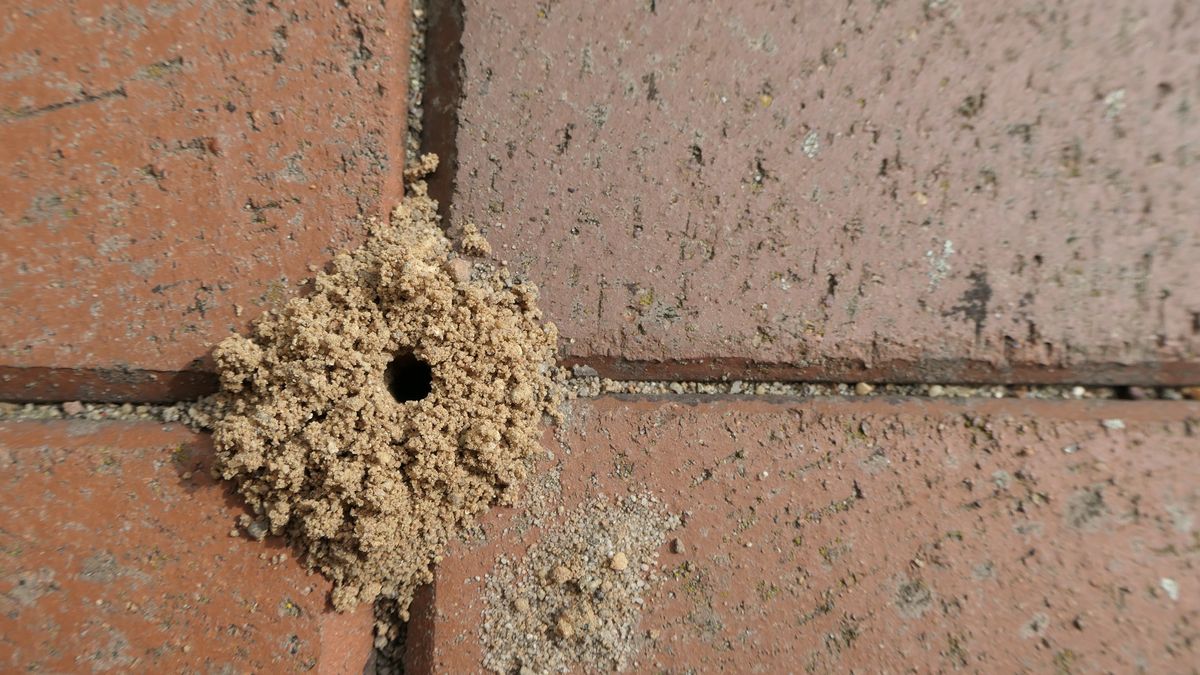 Tak odstraszysz mrówki