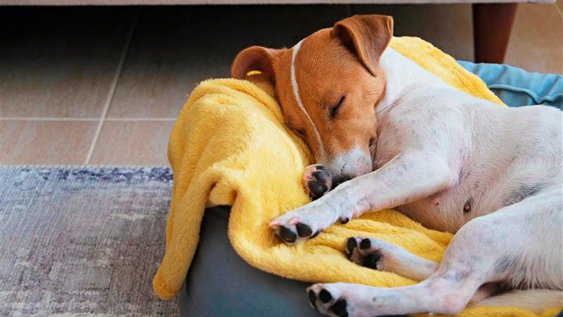 Dlaczego pies "biega" i warczy przez sen?