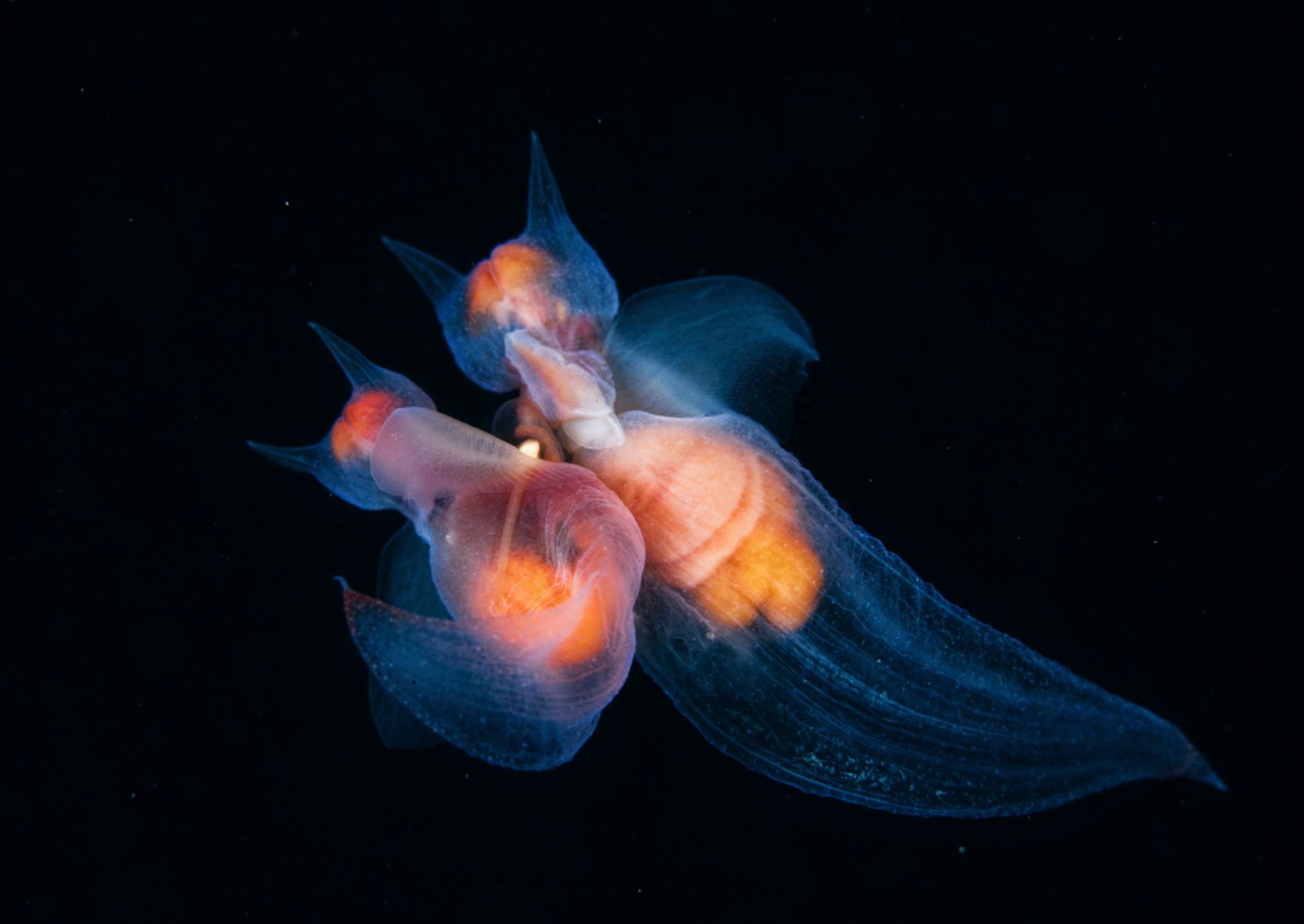 Zdjęcia finalistów Wildlife Photographer of the Year 2017 to mistrzostwo fotografii przyrody 7