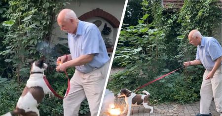 Szokujące zachowanie, Korwin-Mikke rzucił psu odpaloną petardę. Będzie zawiadomienie