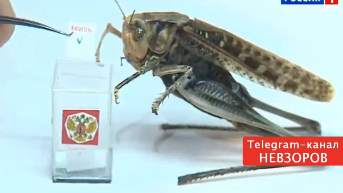 Szarańcza poszła na wybory w Rosji i zagłosowała na Władimira Putina