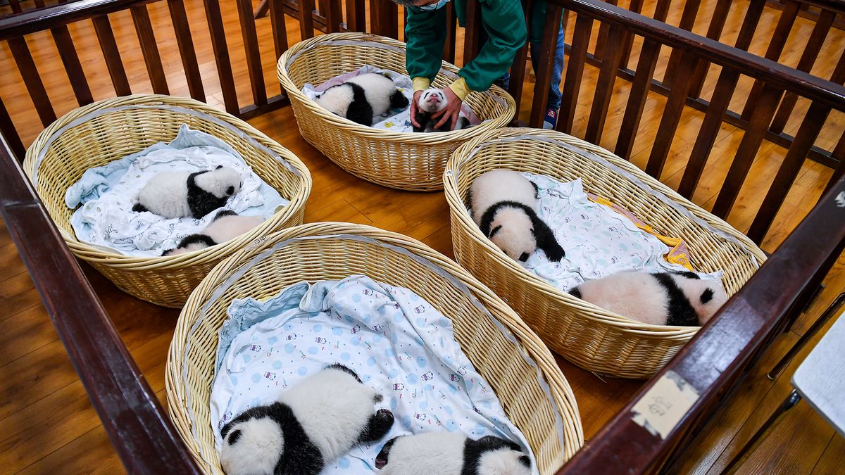 Młode pandy na ich pierwszym zdjęciu. Jest ich aż 8! 1