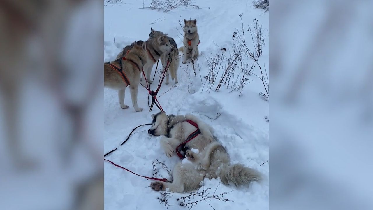 Drzemka psów husky podczas trasy. Zabawne nagranie podczas jazdy psim zaprzęgiem
