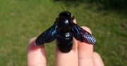 Czarne pszczoły pojawiły się we Wrocławiu. Ich wielkość może zaskoczyć