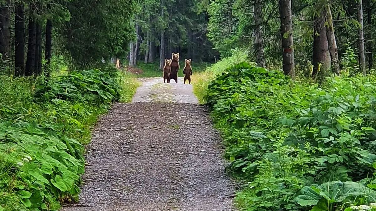 Trzy miśki stojące na szlaku spotkał turysta w Tatrach, były na szczęście daleko