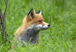 Mazowieckie. Kolejna akcja szczepienia lisów. Trzeba uważać na zwierzęta domowe