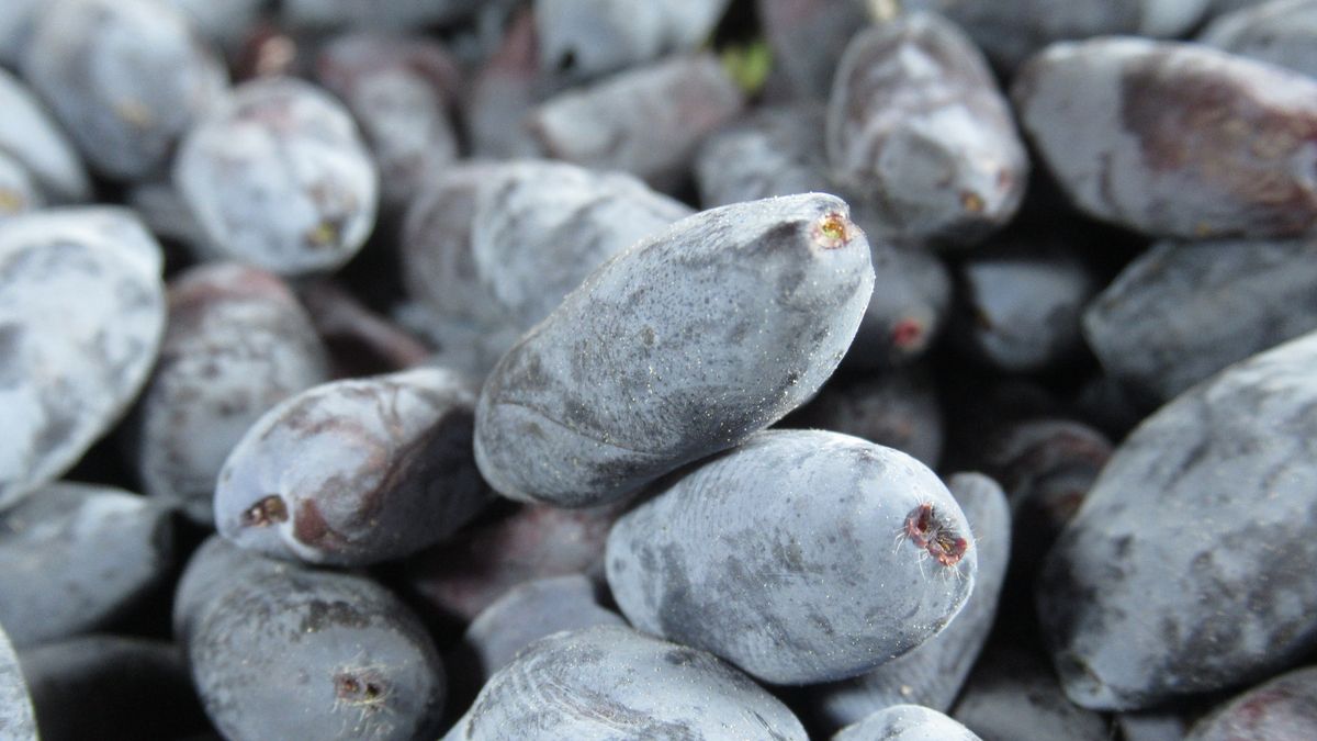 Jagoda kamczacka i jej właściwości