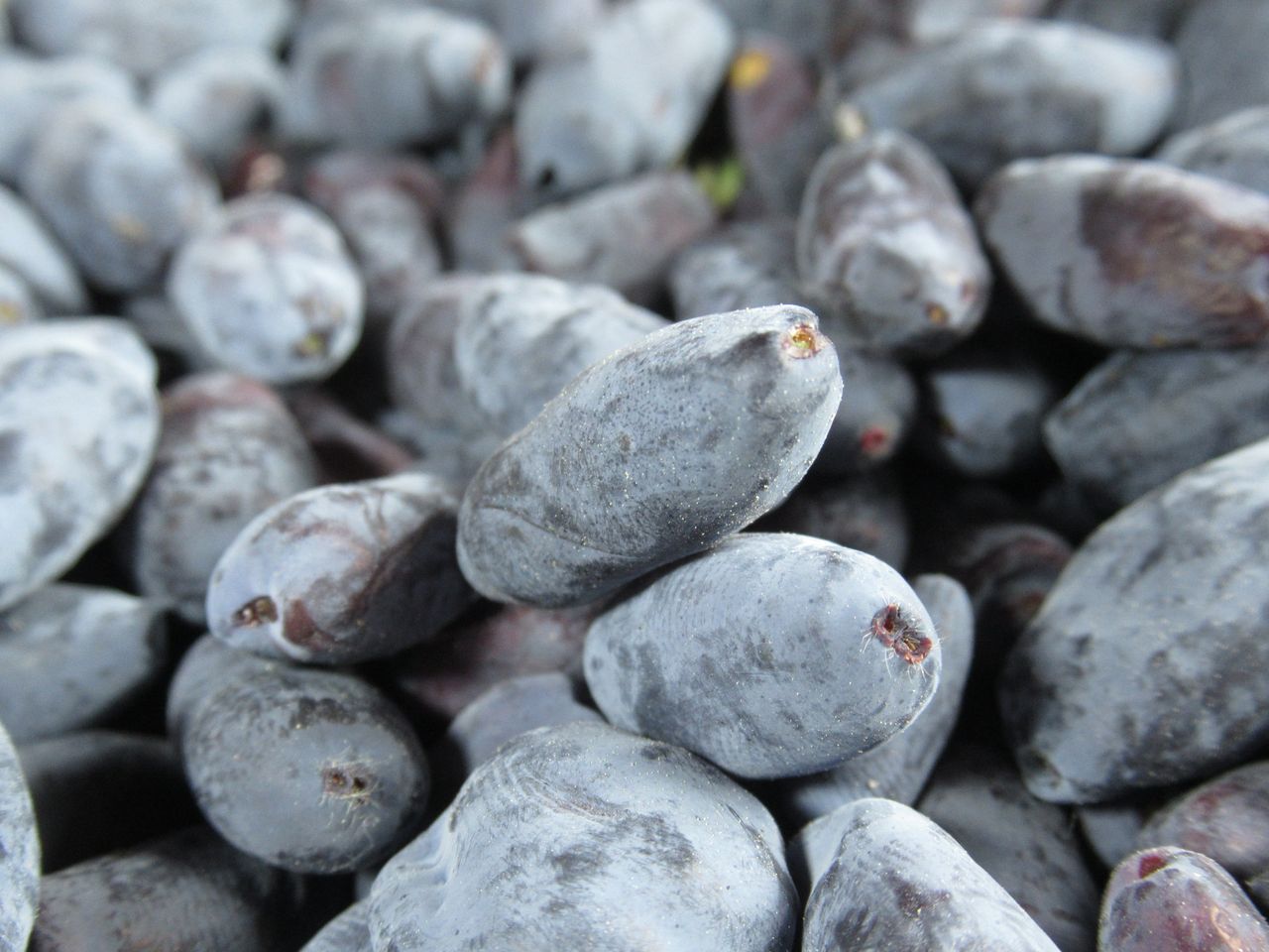 Honeyberries: The rising superfruit taking over market stalls