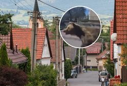Niedźwiedź zaatakował w centrum miasta. Ranne dwie osoby na Słowacji
