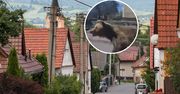 Niedźwiedź zaatakował w centrum miasta. Ranne dwie osoby na Słowacji