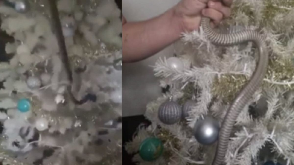 W środku choinki chował się ogromny wąż 