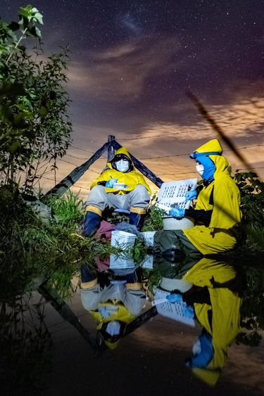 Naukowcy badają wpływ odizolowanych drzew i zagospodarowania terenu na recykling składników odżywczych prowadzony przez kijanki podczas pandemii COVD-19.