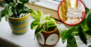 Zanim wyjedziesz na urlop, włóż do doniczek. Dzięki temu rośliny nie uschną