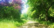 Łódź: Park rozjeżdżany przez kierowców. Radni chcą ustawić betonowe słupy lub gazony