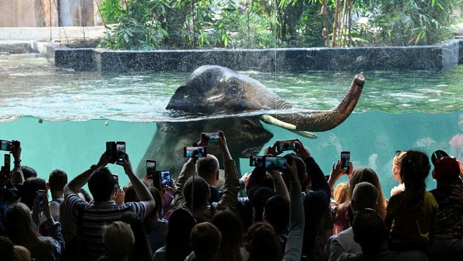 Zoo w Łodzi oferuje bilety za jeden lub dwa złote dla tych, którzy są na bakier z biologią. W ogrodzie można podziwiać m.in. zażywające kąpieli słonie indyjskie 