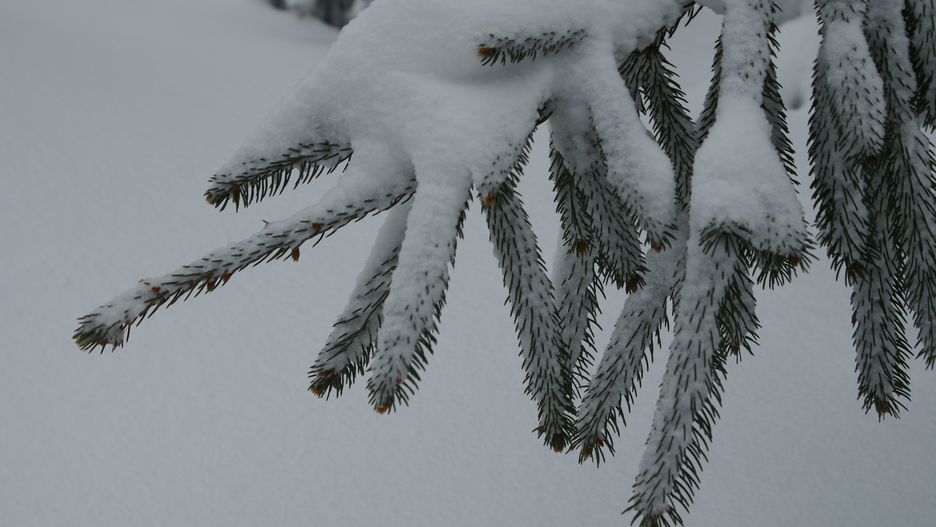 Alert IMGW dla dwóch województw. Ostrzeżenie przed opadami śniegu