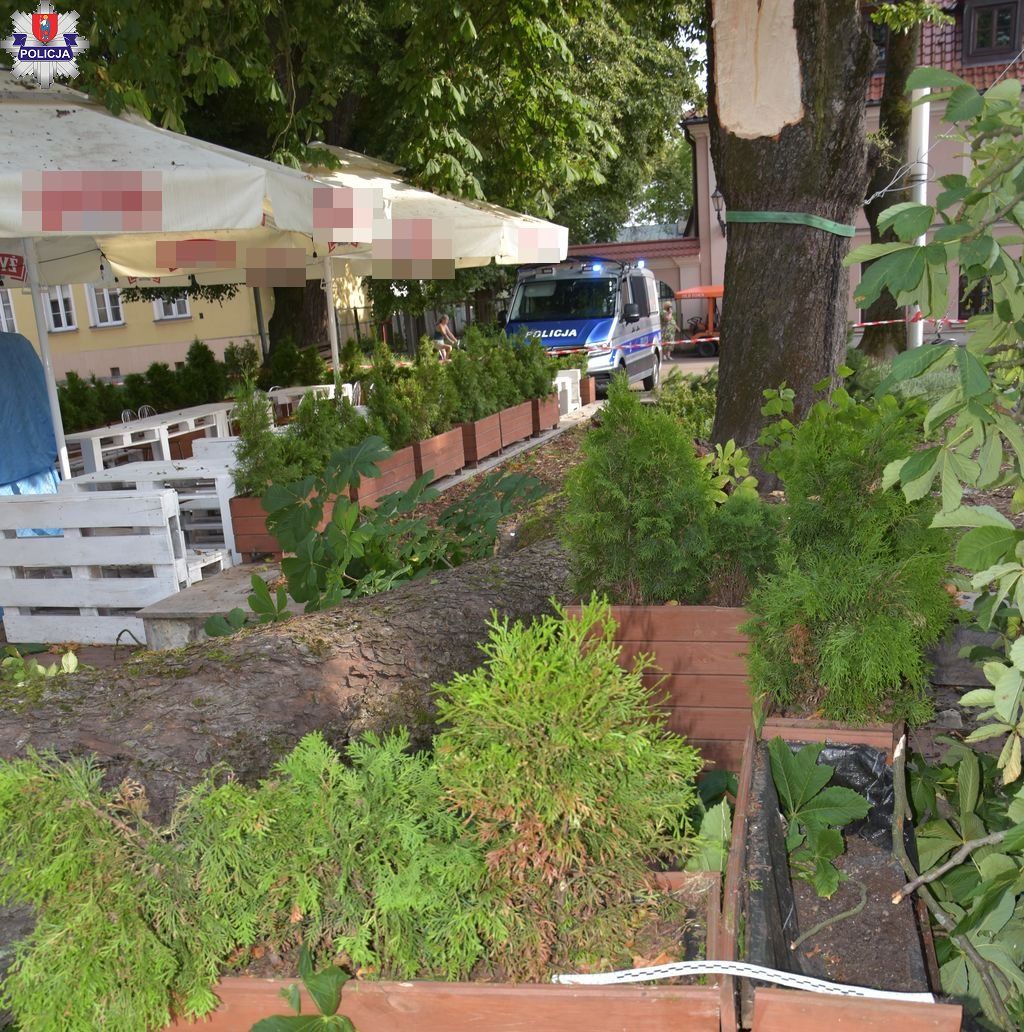 Potężny konar spadł na ludzi w Zamościu