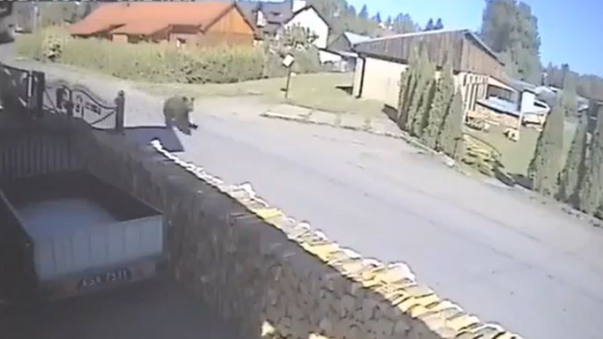 Wyszła na spacer z psem i spotkała niedźwiedzia.