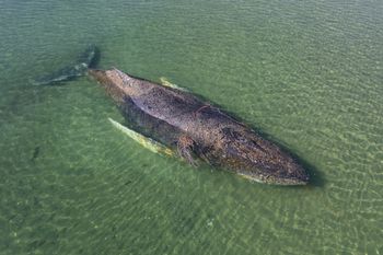 Humbak uwolniony z mielizny. Bezpieczny będzie dopiero na Atlantyku