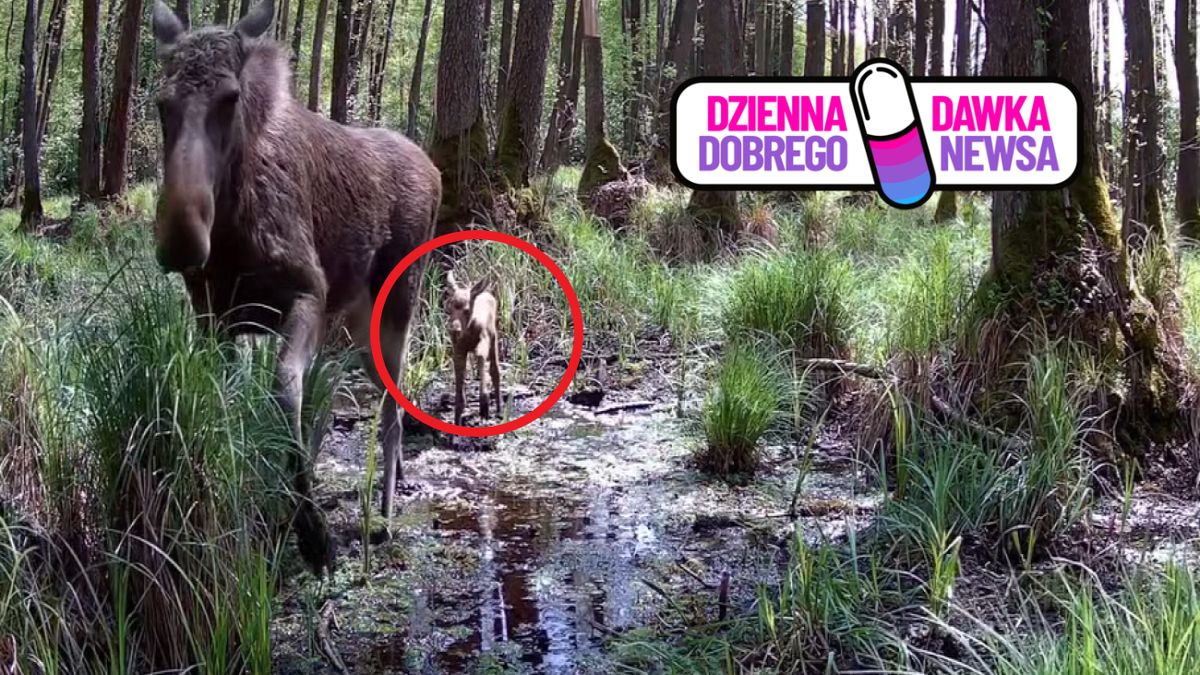 Nagranie podbiło serca internautów