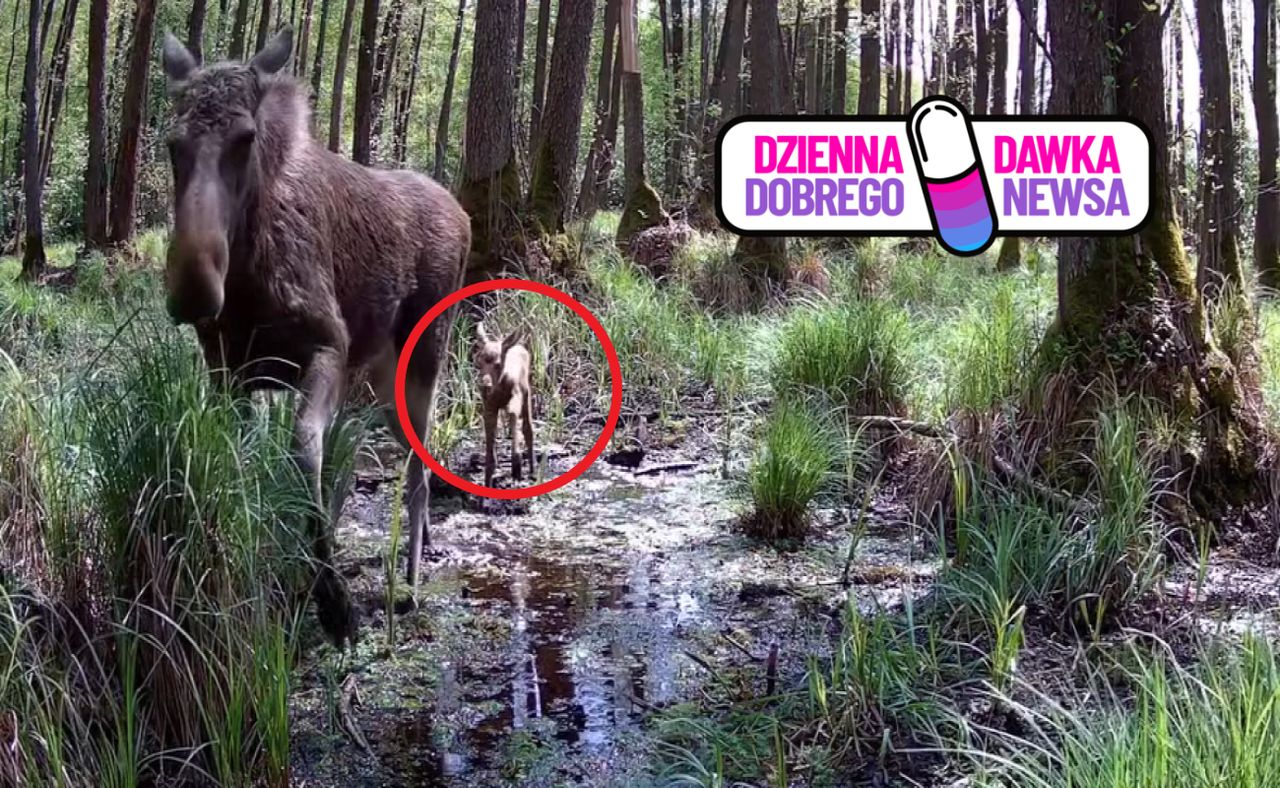"Nóżki wciąż negocjują". Nagranie rozczuliło internautów