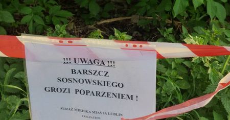Barszcz Sosnowskiego w Lublinie. Niebezpieczna roślina została usunięta z terenów miejskich