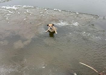 "To cud, że ten pies żyje". Dramatyczna akcja ratunkowa na Wiśle
