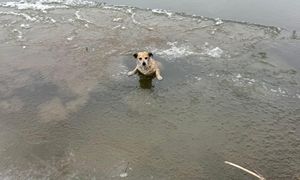 "To cud, że ten pies żyje". Dramatyczna akcja ratunkowa na Wiśle