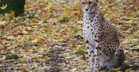 Smutek w warszawskim zoo. Można ją oglądać tylko do 20 listopada