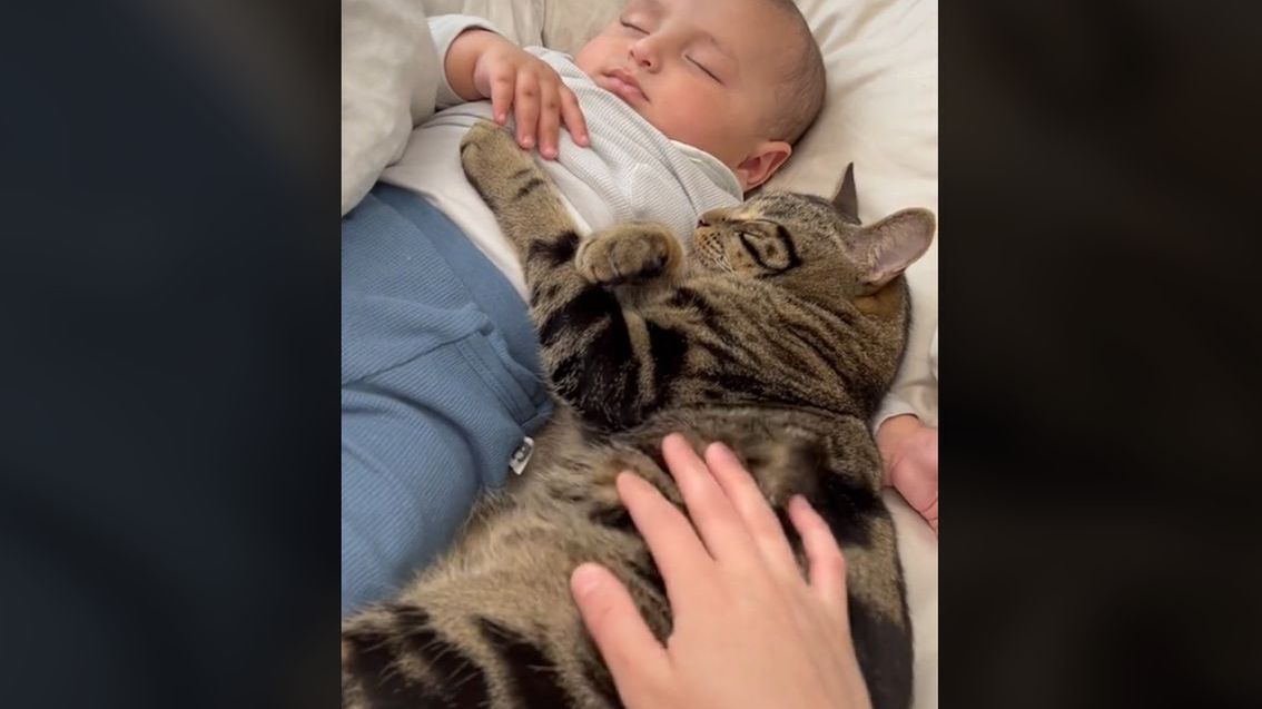 TikTokerka, jej dziecko i kot