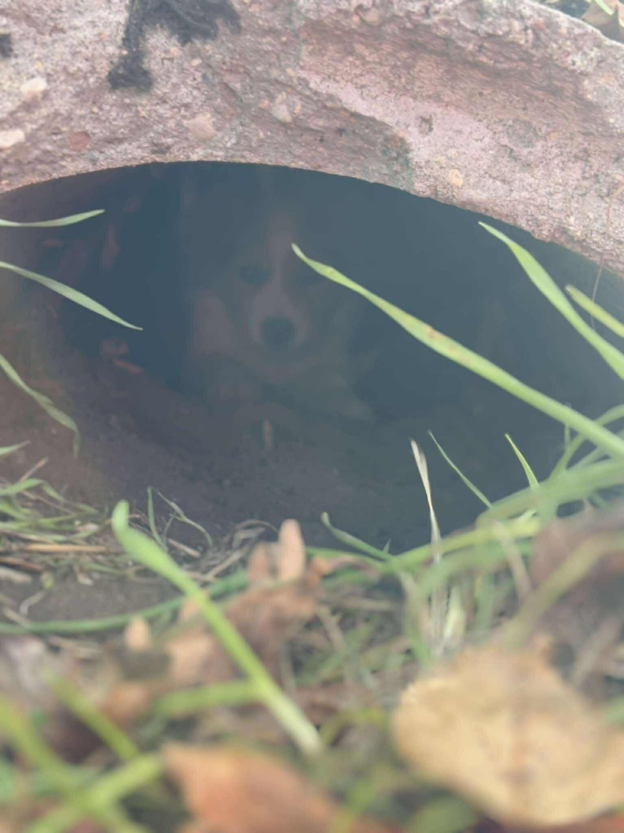 Bohaterska akcja ratunkowa – OTOZ Animals i strażacy uratowali trzy porzucone szczeniaki