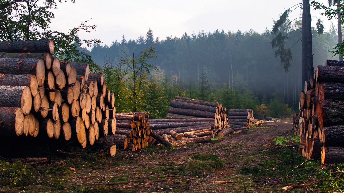 wycinka, wycinka lasu, las, drewno, drwal, tartak, lasy, wycinane, drzewa, drzewo, bale