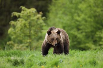 Niedźwiedzie a turystyka w Bieszczadach. Oto co mówi branża