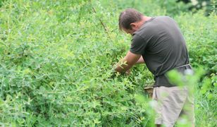 Tyle płacą na zbiorach. 8 zł więcej na godzinę niż rok temu