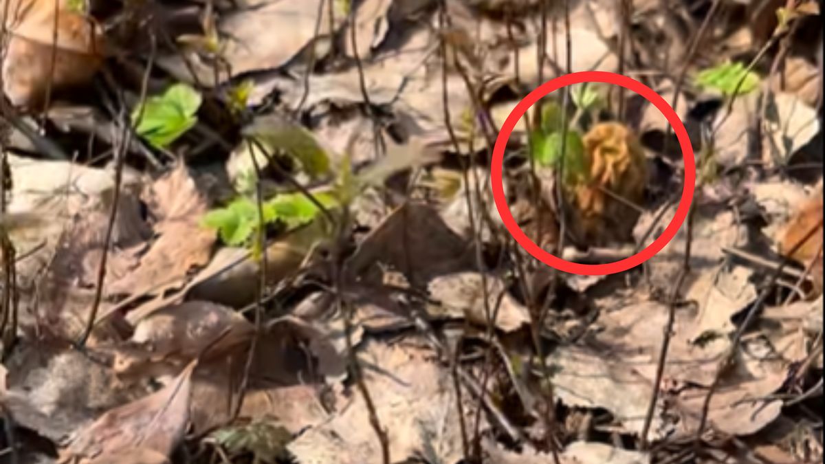 Naparstniczka czeska znajduje się pod ochroną.