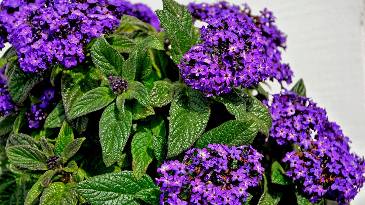 Zapomniana roślina PRL-u