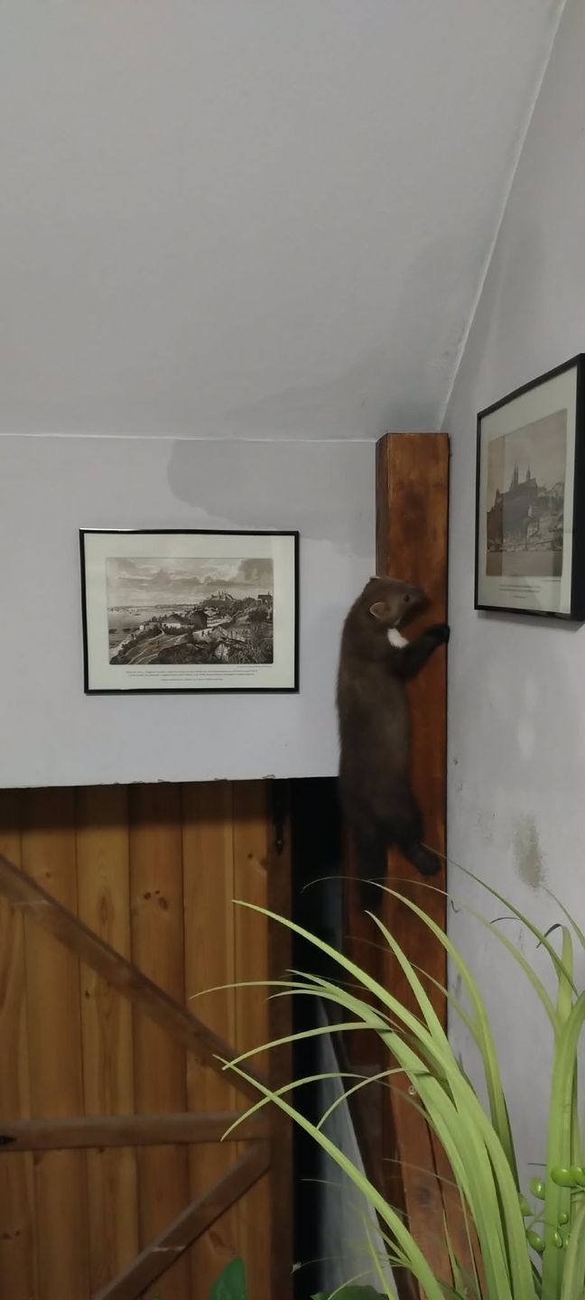 Kuna w opałach
