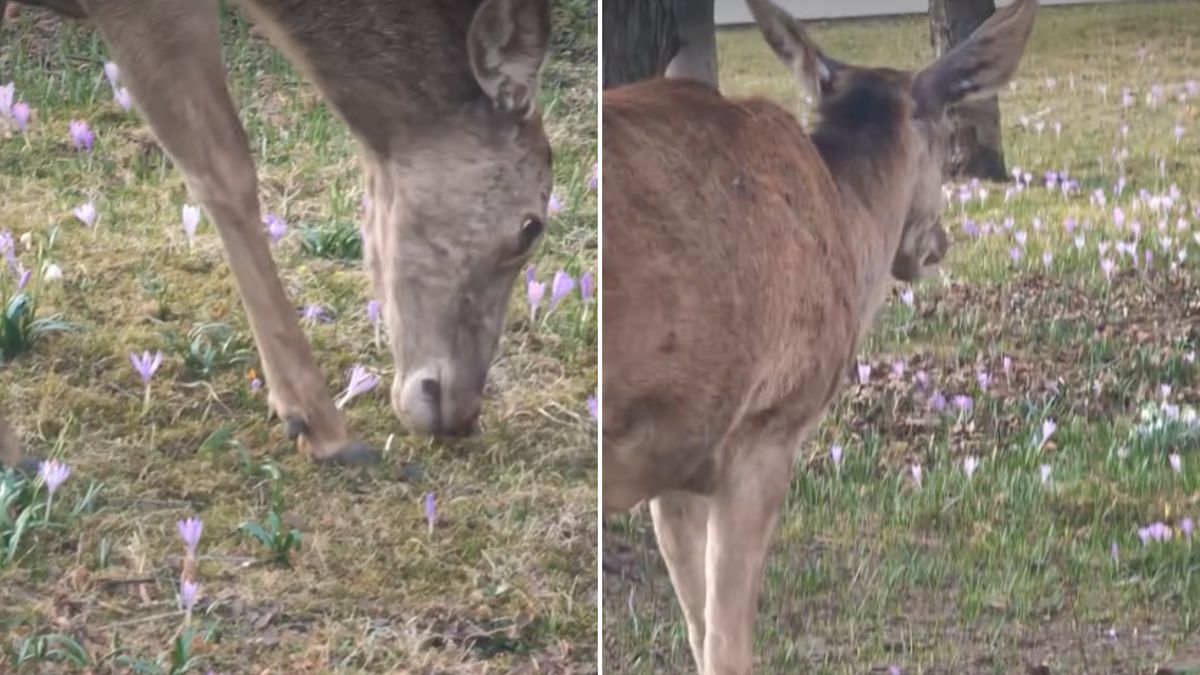 Wyjadała krokusy, została nagrana.