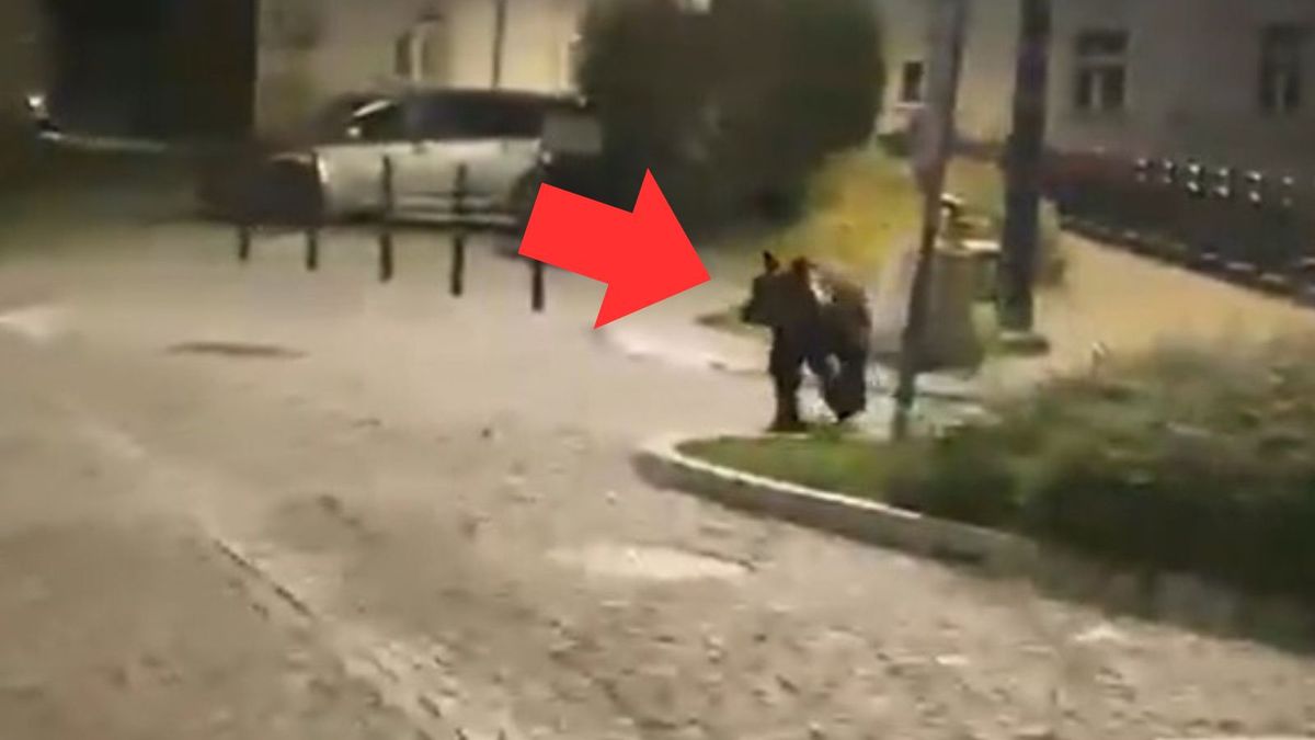 Niedźwiedź na rynku w Przemyślu. Policja o finale interwencji