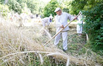 Żniwa jak za pradziada. Muzeum Wsi Lubelskiej pokaże, jak pracowano i świętowano