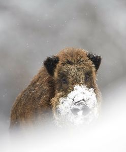Atak dzika w Gdyni. 55-latka w stanie krytycznym