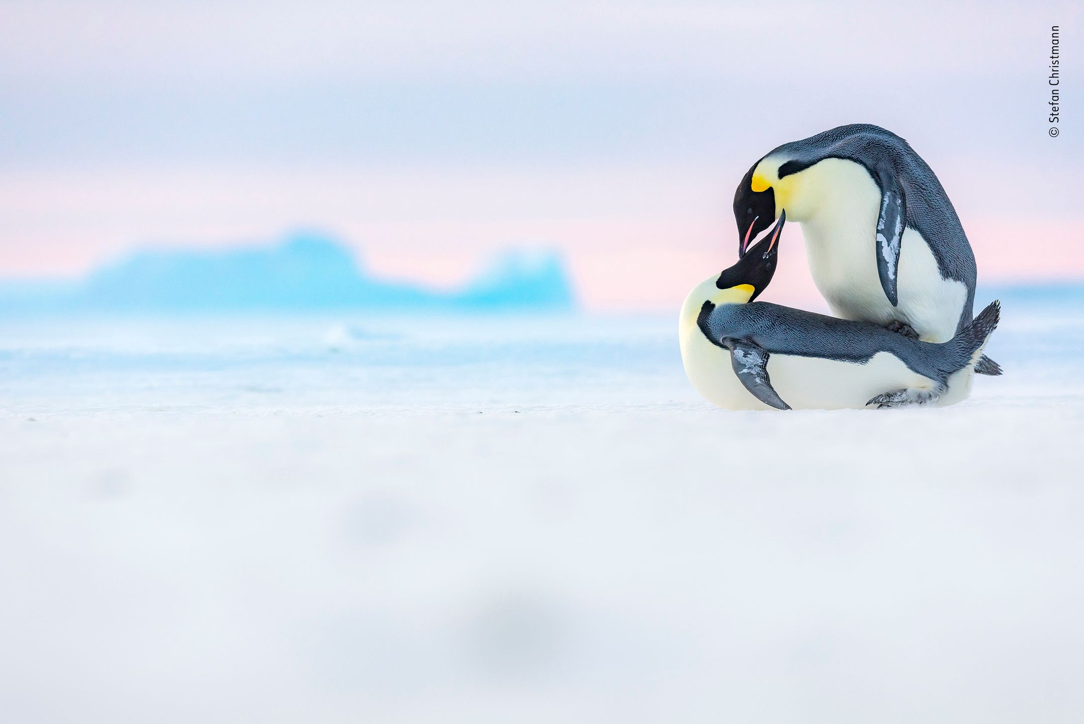 Najlepsze zdjęcia dzikiej przyrody - znamy zwycięzców Wildlife Photographer of the Year 2019 7