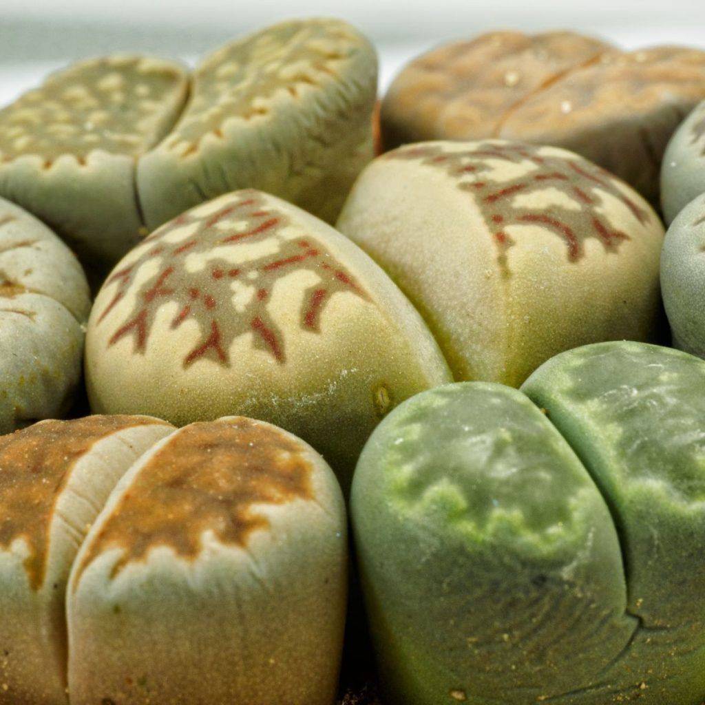 Lithops