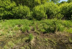Kampinos. Protest ws. zabudowy w otulinie rezerwatu Łosiowe Błota. Interweniuje ministerstwo