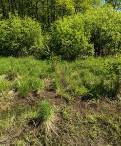 Kampinos. Protest ws. zabudowy w otulinie rezerwatu Łosiowe Błota. Interweniuje ministerstwo