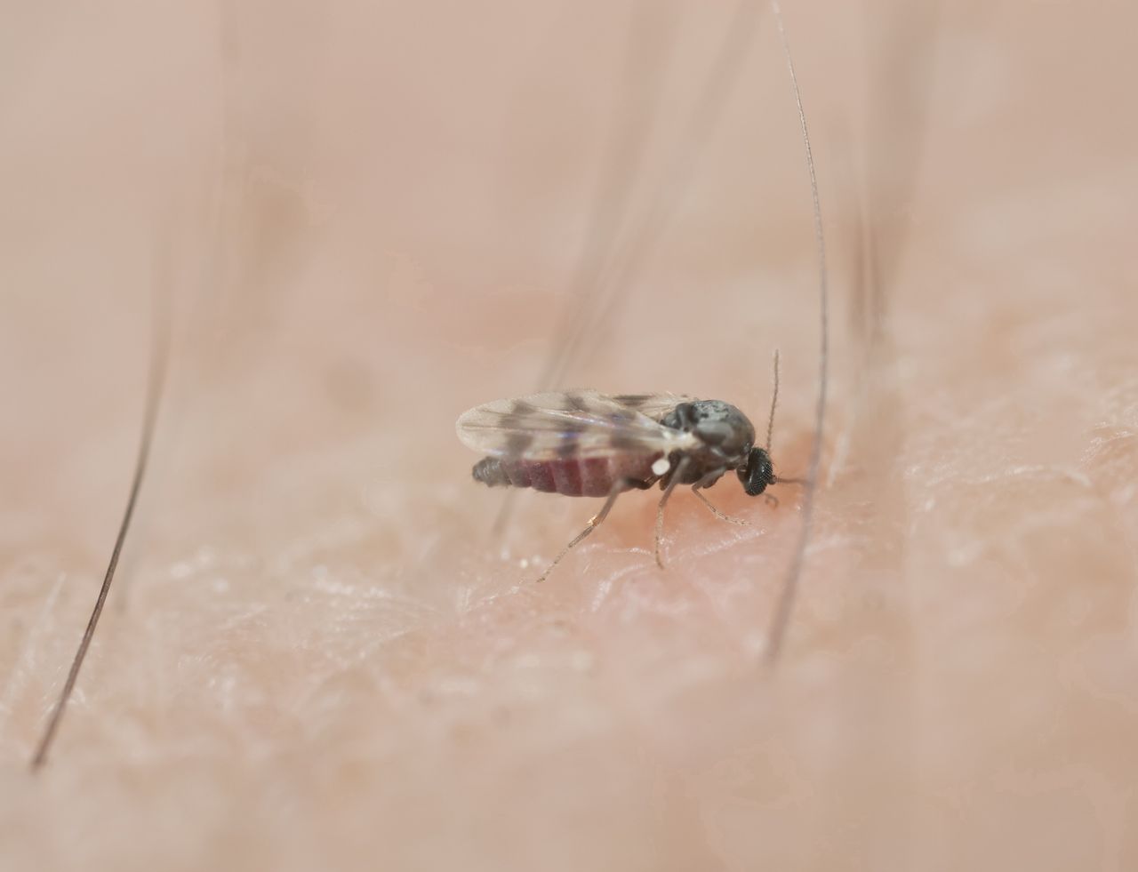 Meszki nie lubią tego zapachu. Nawet się do ciebie nie zbliżą