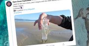 Wagina Tetydy. Dziwny mieszkaniec oceanu