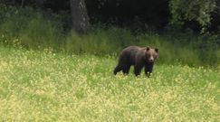 Baligrodzkie niedźwiedzie na spacerze. Niezwykłe nagranie